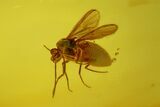 Fossil Flies (Diptera) and Beetle (Elateroidea) In Baltic Amber #170058-2